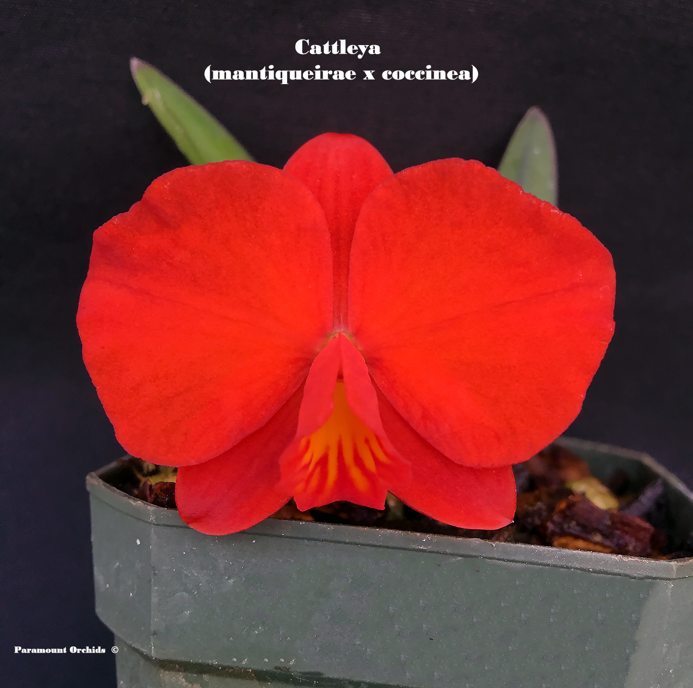 Cattleya Family